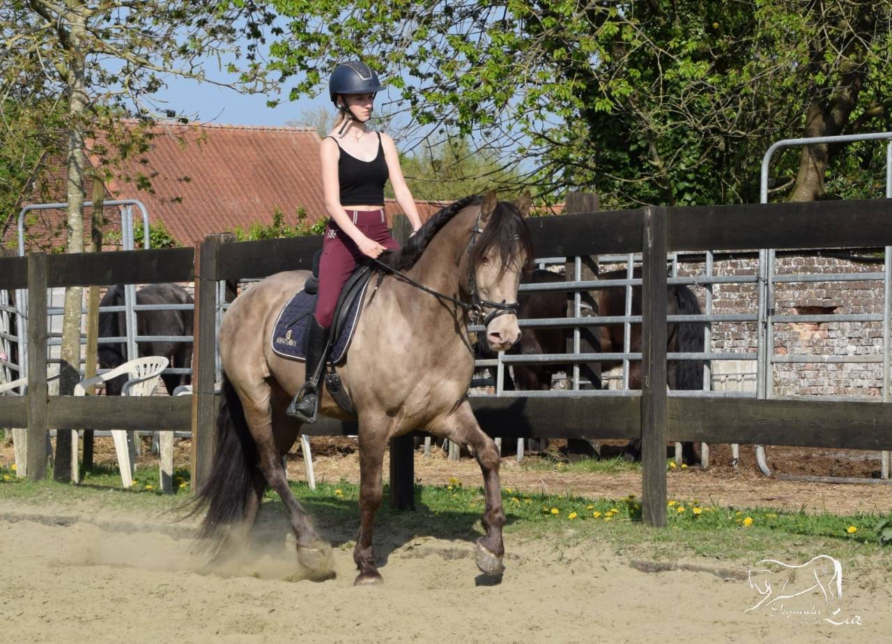 Dekhengst Quarter Horse Te koop 2016 Champagne