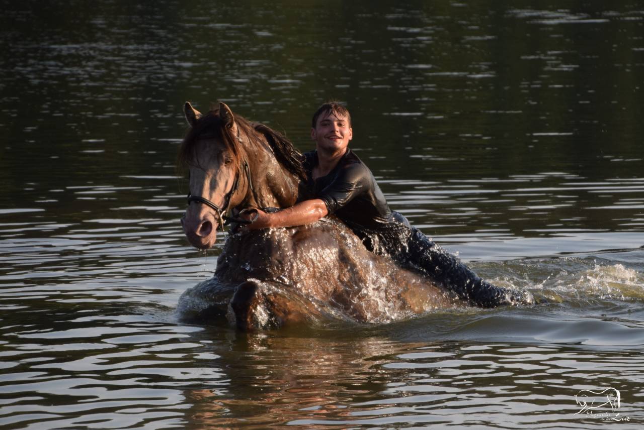 Dekhengst Quarter Horse Te koop 2016 Champagne
