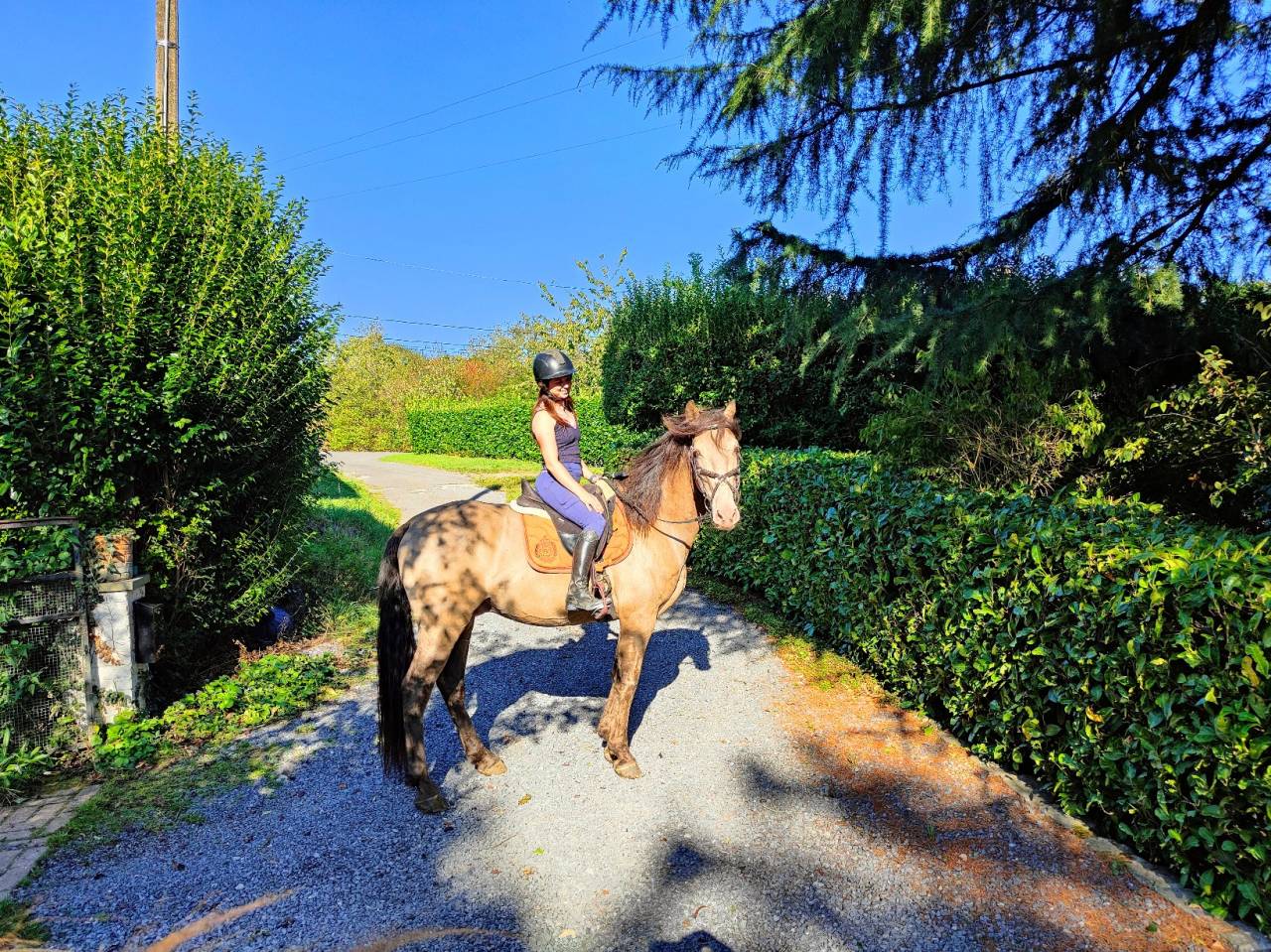 Dekhengst Quarter Horse Te koop 2016 Champagne