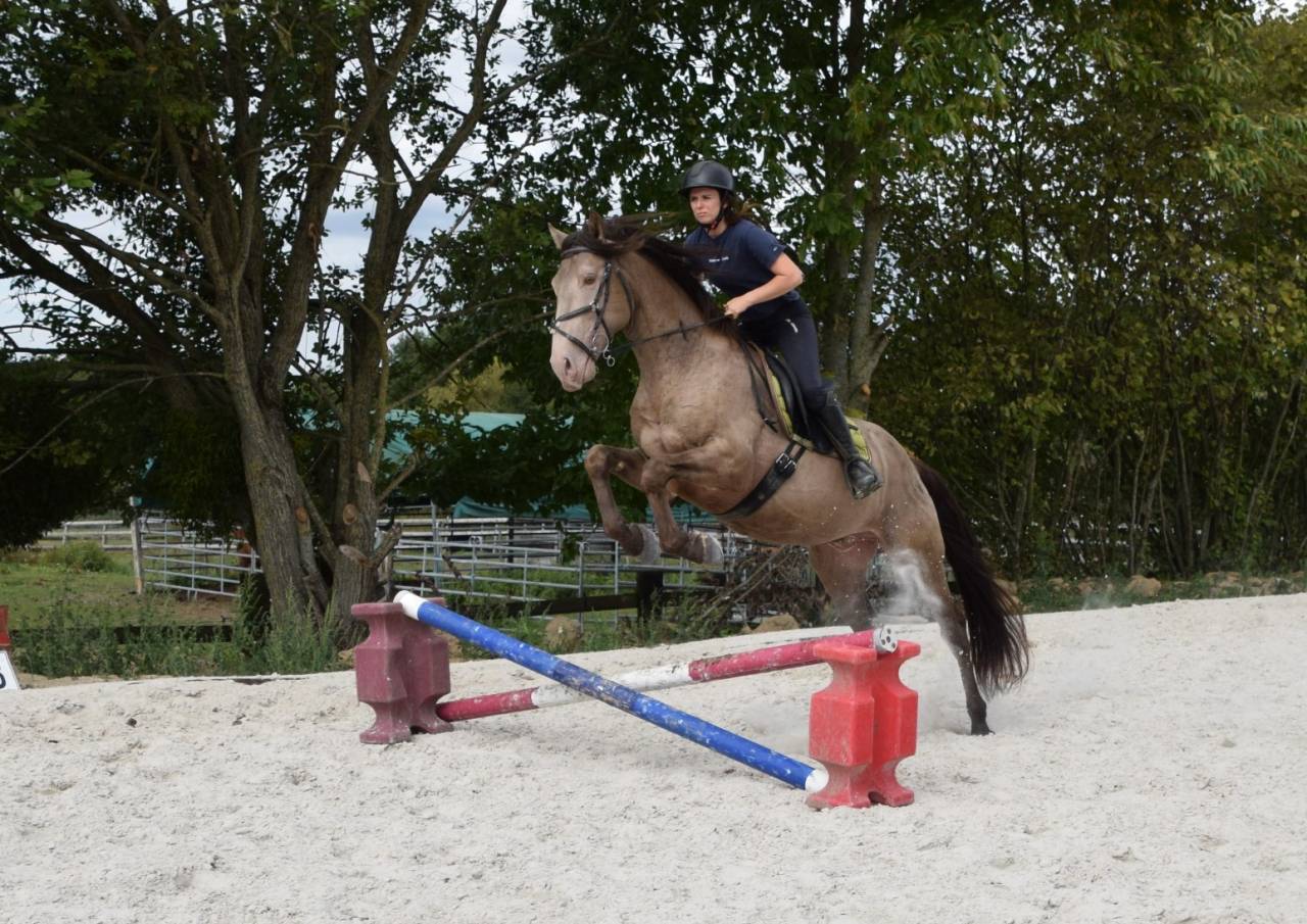 Dekhengst Quarter Horse Te koop 2016 Champagne