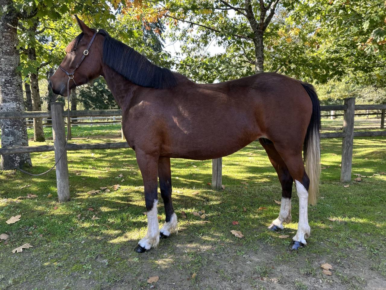 Merrie Ras onbekend Te koop 2018 Bont