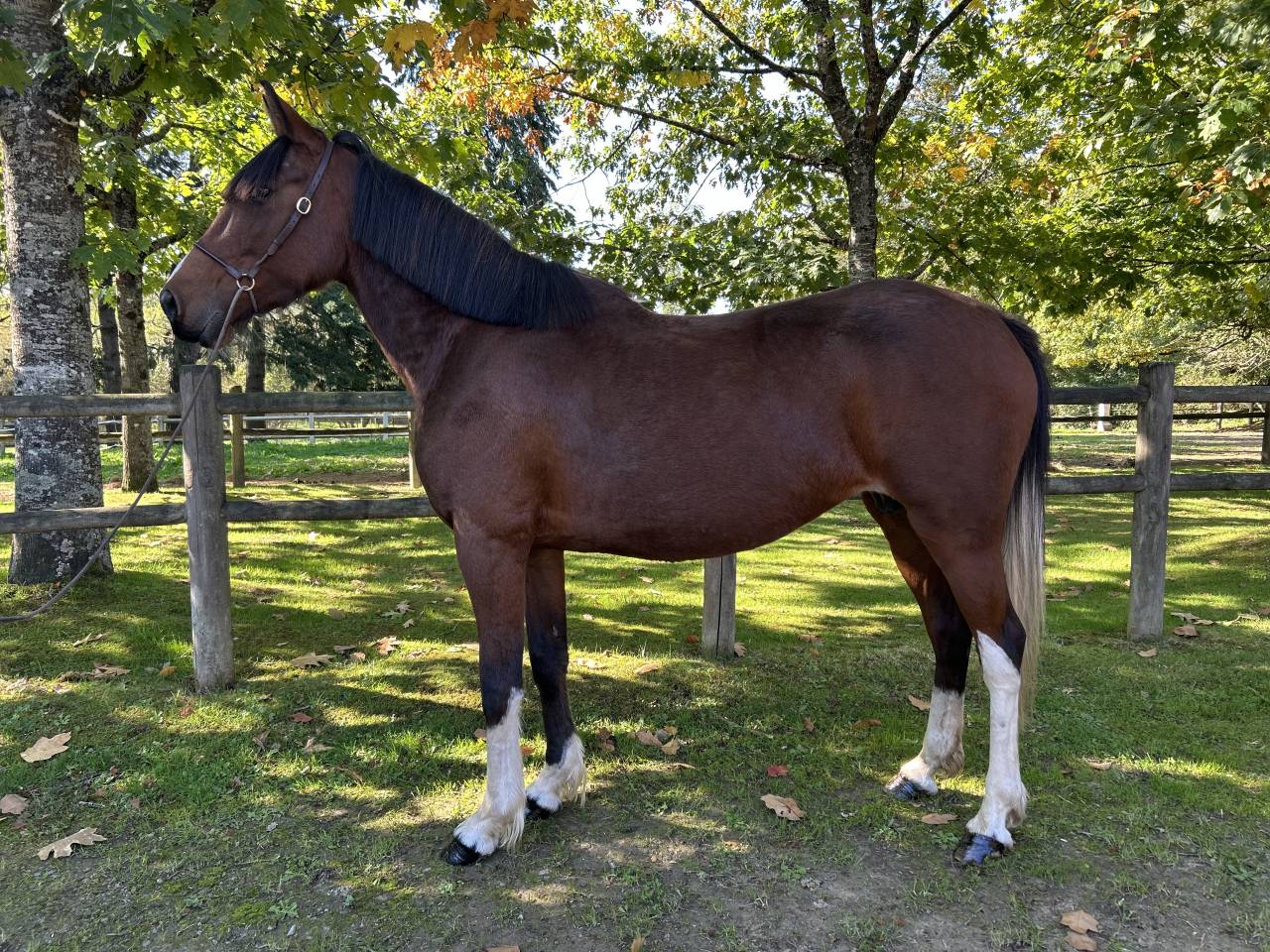 Merrie Ras onbekend Te koop 2018 Bont