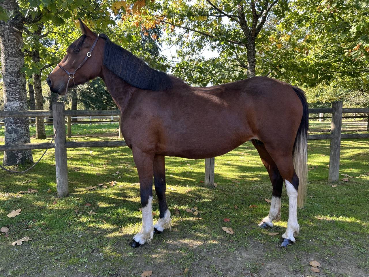 Merrie Ras onbekend Te koop 2018 Bont
