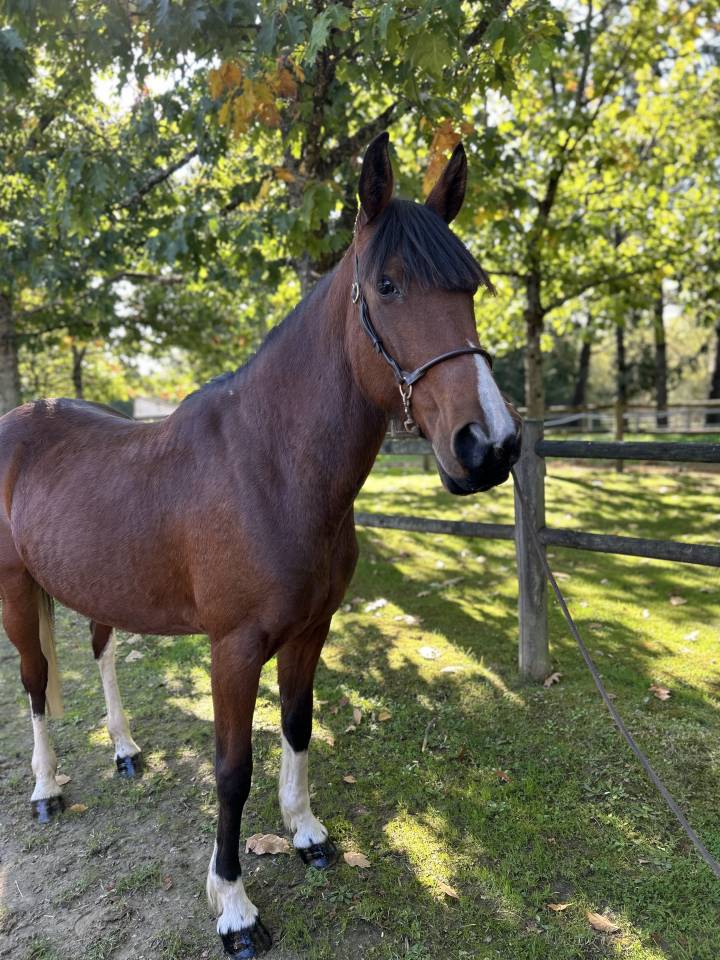 Merrie Ras onbekend Te koop 2018 Bont