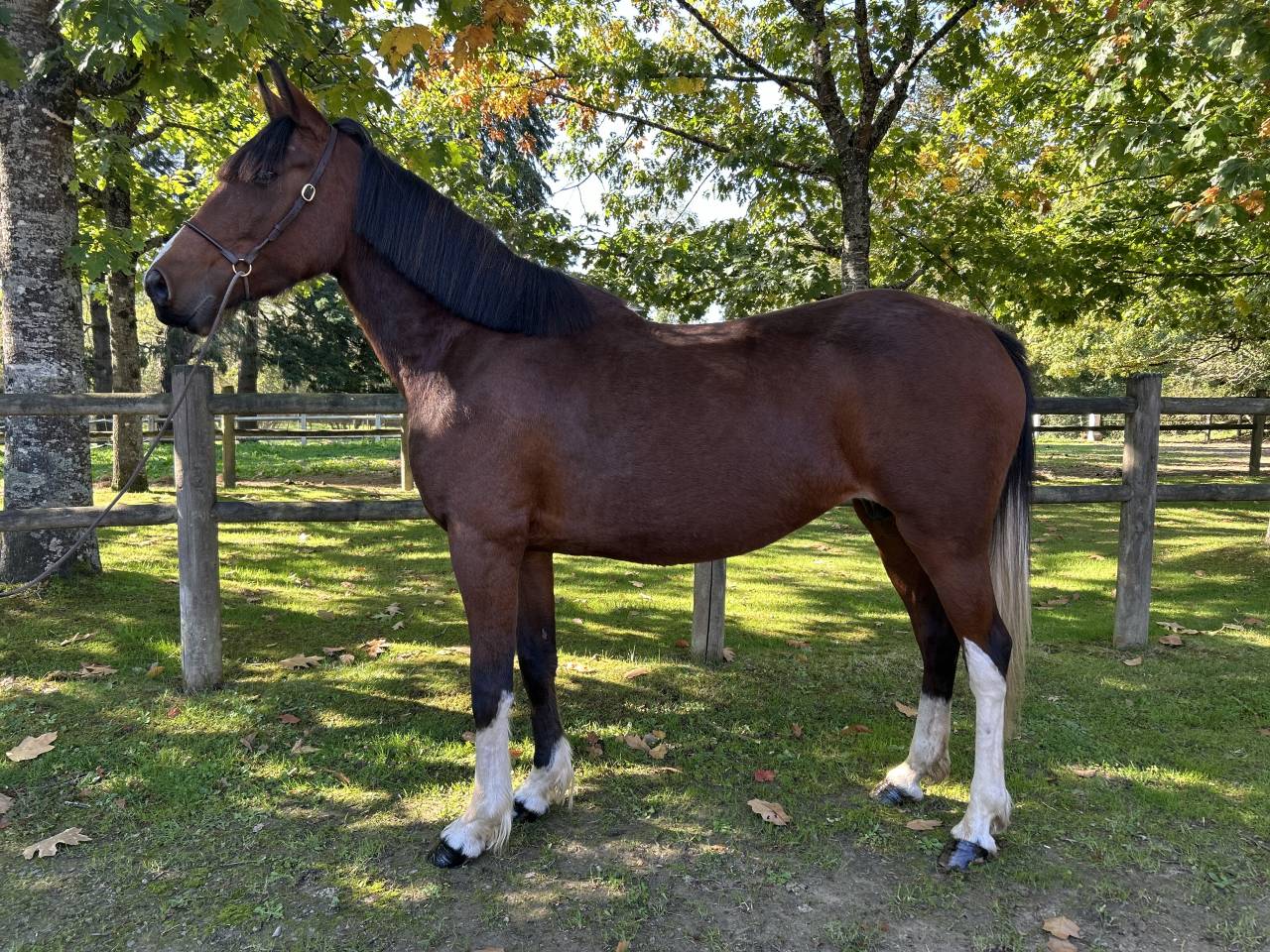 Merrie Ras onbekend Te koop 2018 Bont