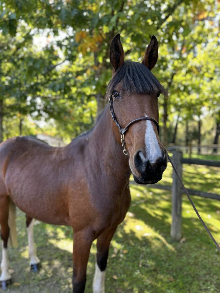 Merrie Ras onbekend Te koop 2018 Bont