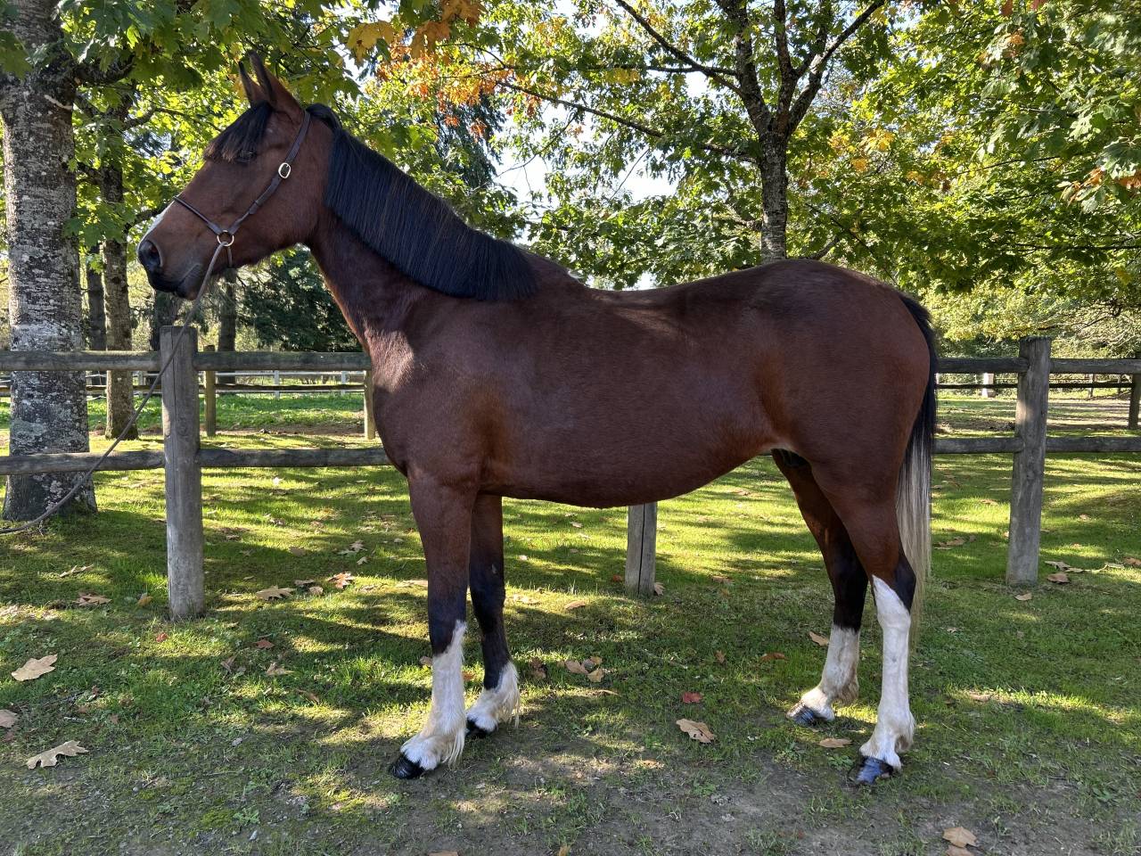 Merrie Ras onbekend Te koop 2018 Bont