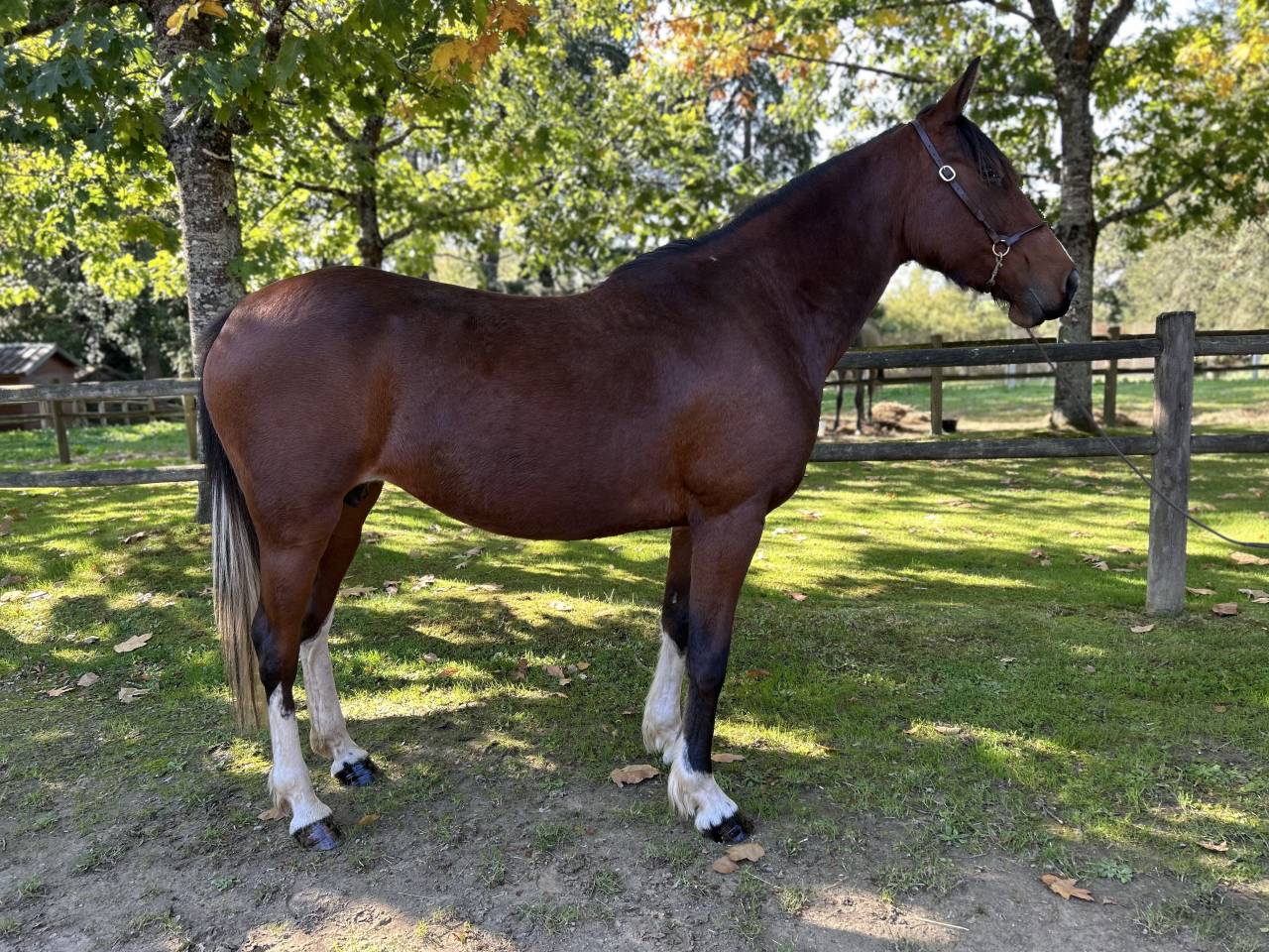 Merrie Ras onbekend Te koop 2018 Bont