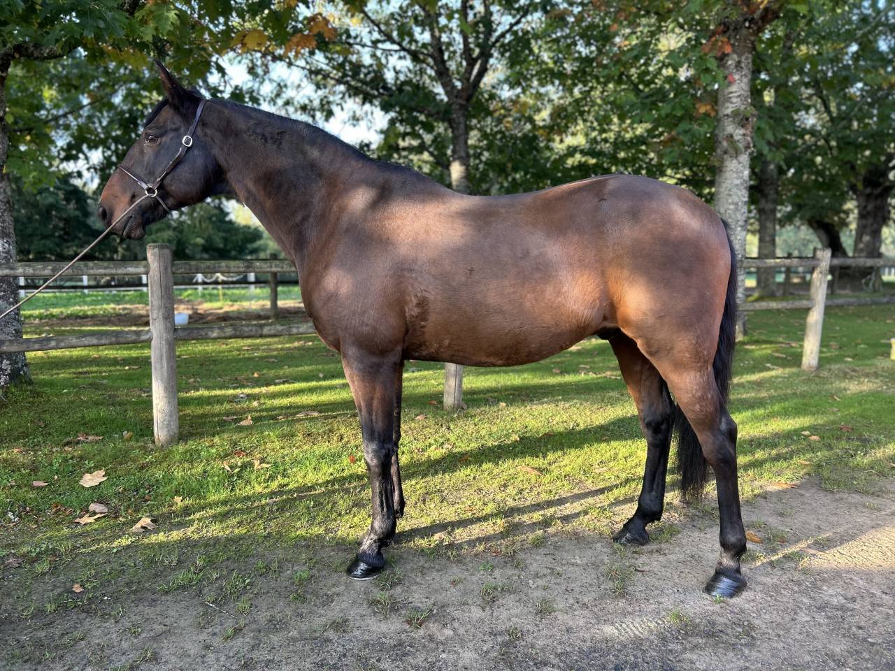 Ruin Lusitano Te koop 2009 Bruin / Bai