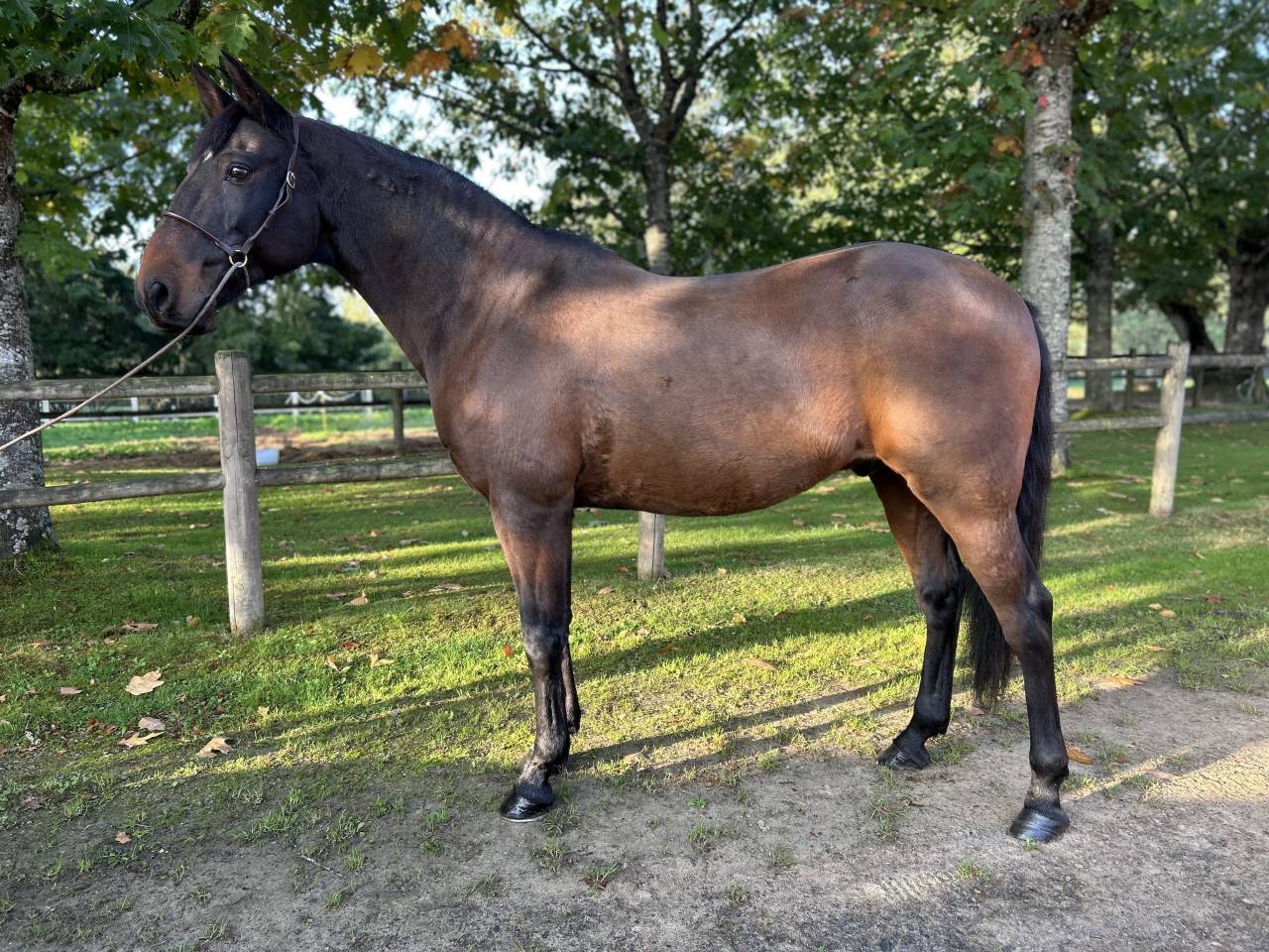 Ruin Lusitano Te koop 2009 Bruin / Bai