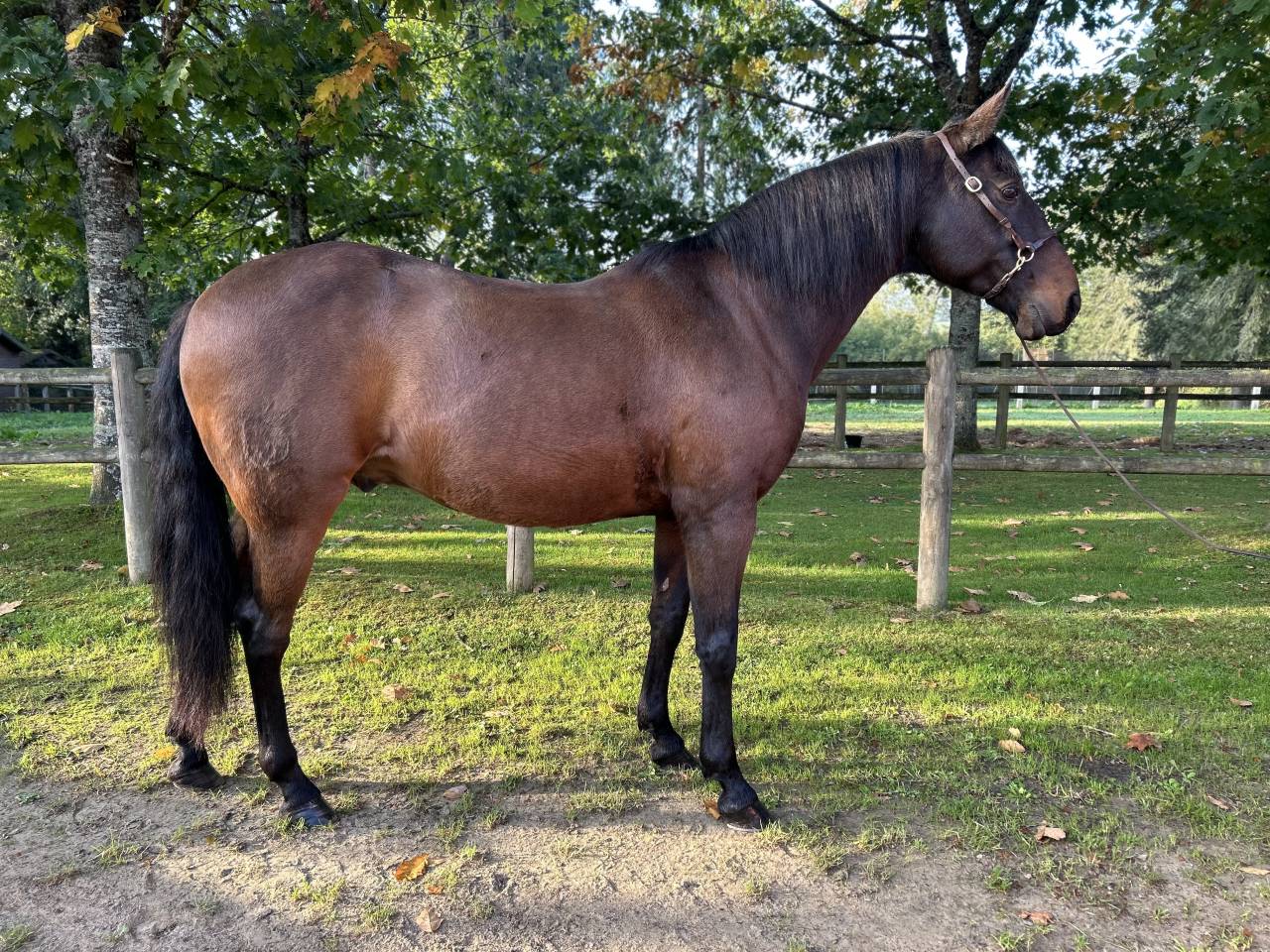 Ruin Lusitano Te koop 2009 Bruin / Bai