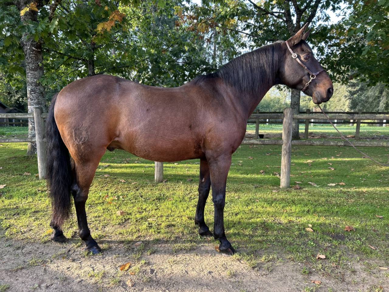 Ruin Lusitano Te koop 2009 Bruin / Bai
