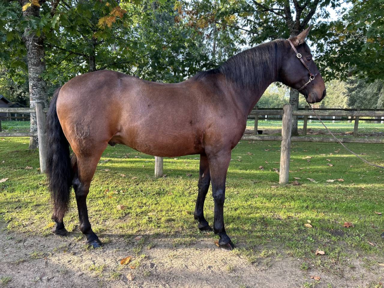 Ruin Lusitano Te koop 2009 Bruin / Bai
