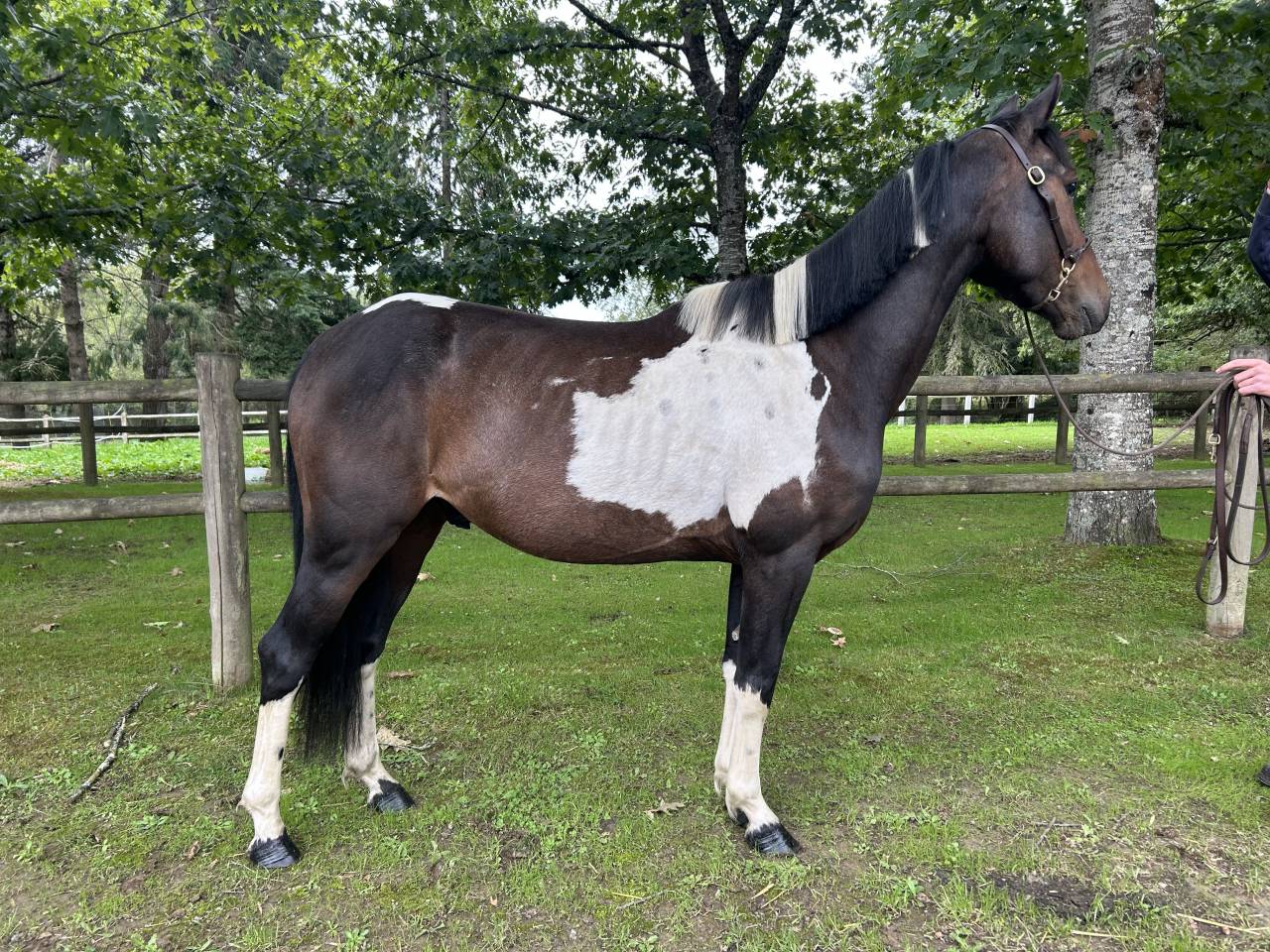 Ruin Ras onbekend Te koop 2022 Bont