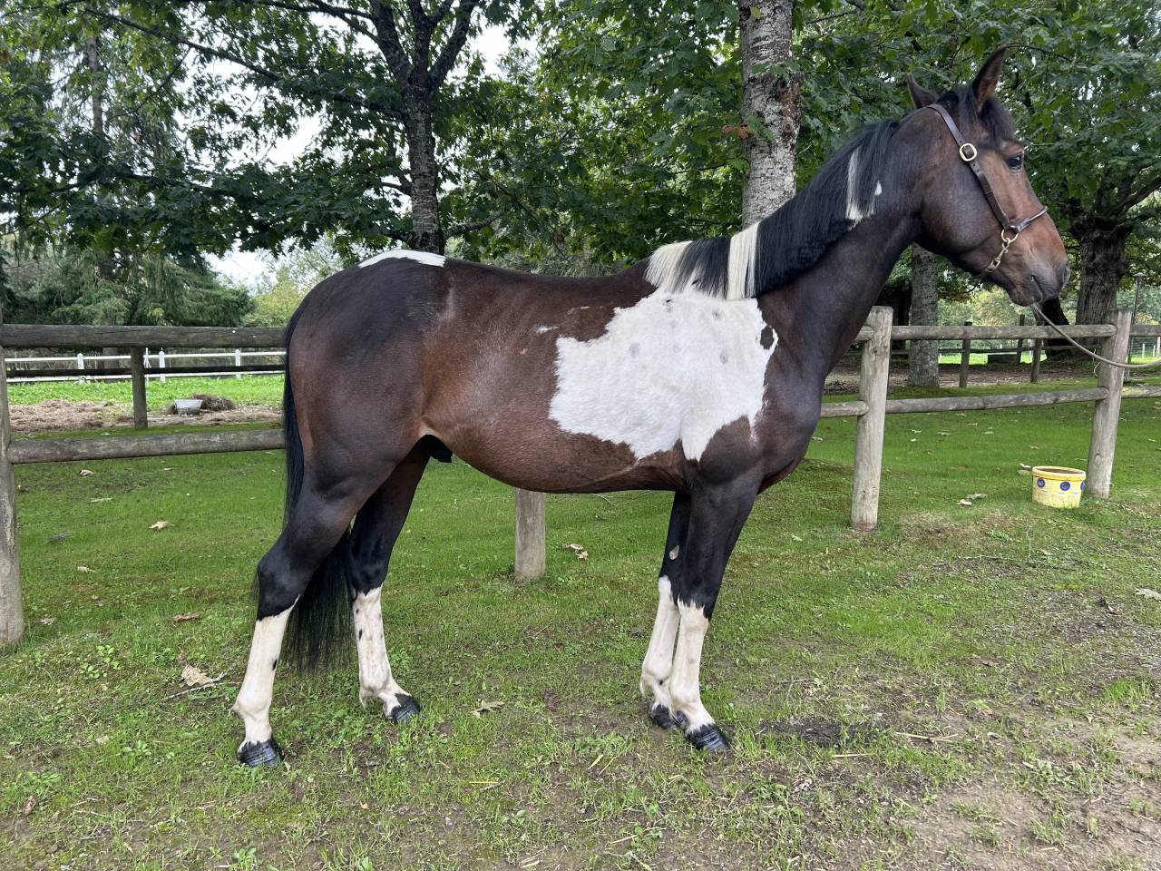 Ruin Ras onbekend Te koop 2022 Bont