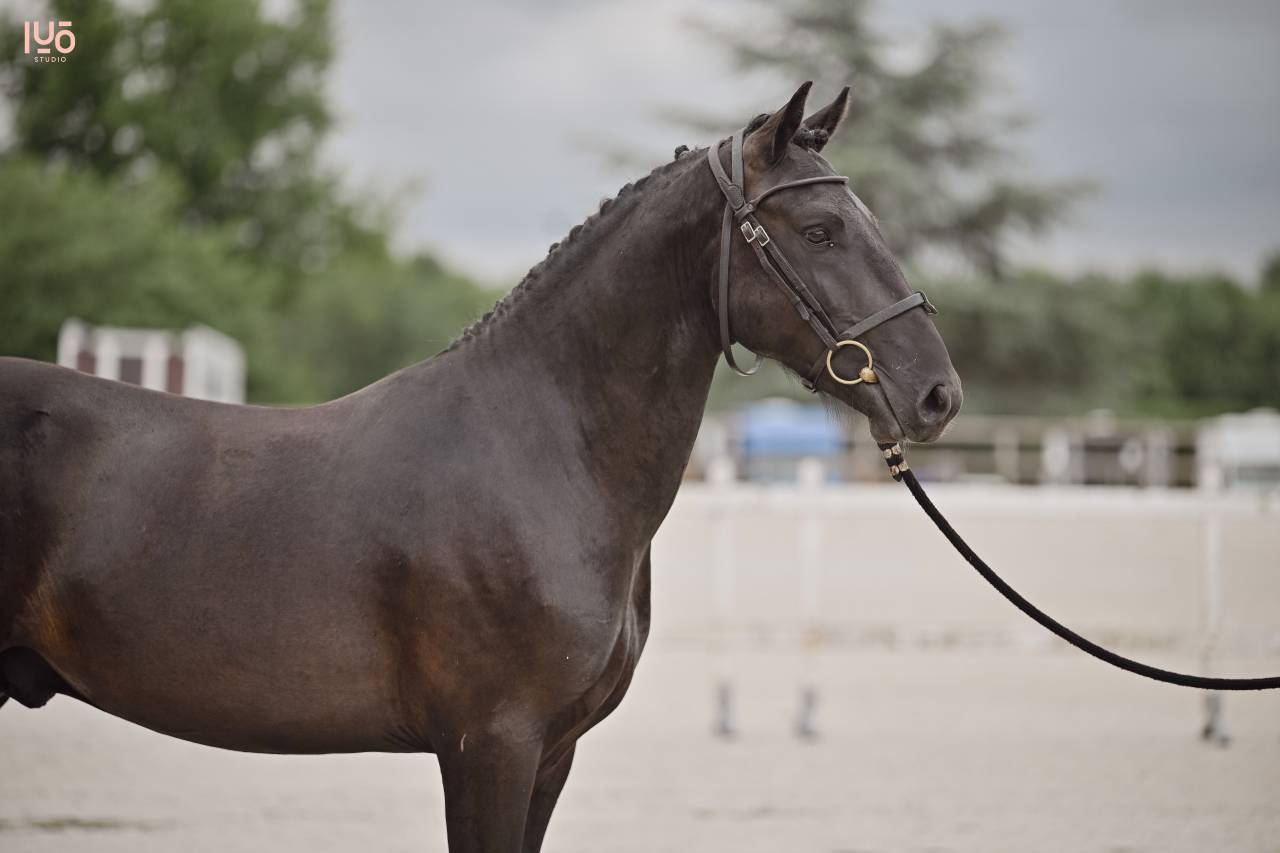 Hengst Bekend ras Te koop 2023 Zwart