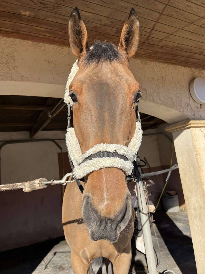 Merrie Selle Français Te koop 2012 Donker bruin / bai ,  EPSOM GESMERAY