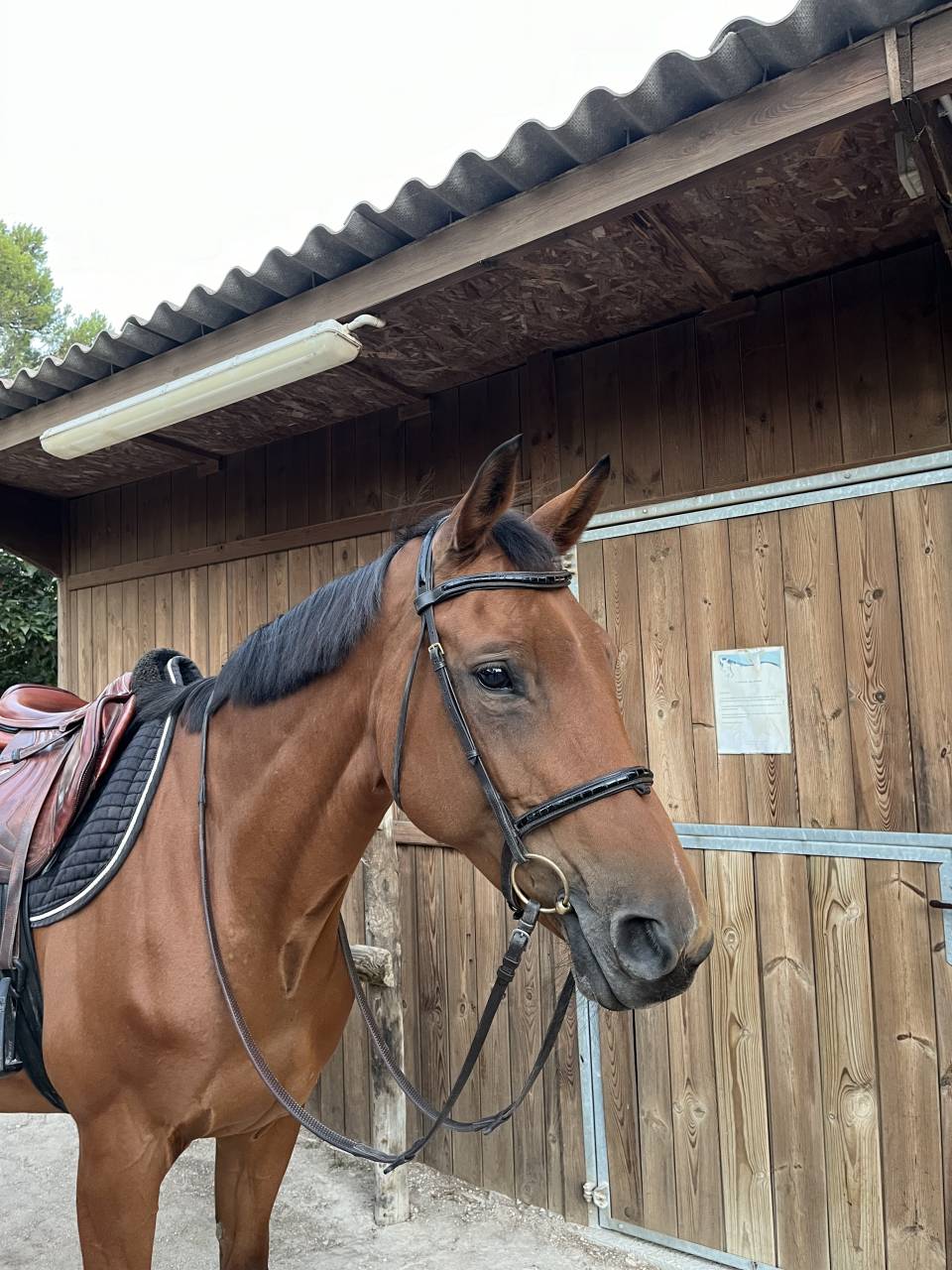 Merrie Selle Français Te koop 2012 Donker bruin / bai ,  EPSOM GESMERAY