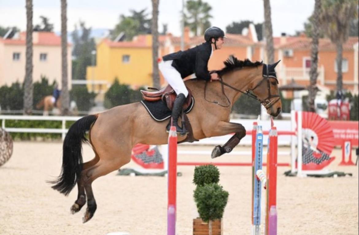 Merrie Selle Français Te koop 2012 Donker bruin / bai ,  EPSOM GESMERAY