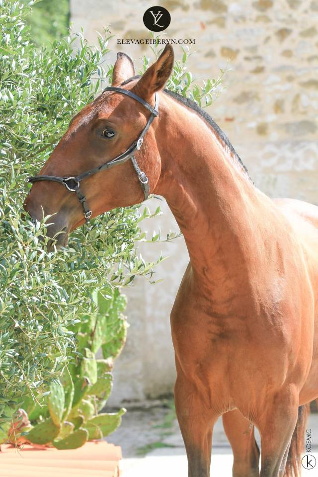 Hengst Lusitano Te koop 2024 Bruin / Bai ,  XEQUE MATE RT