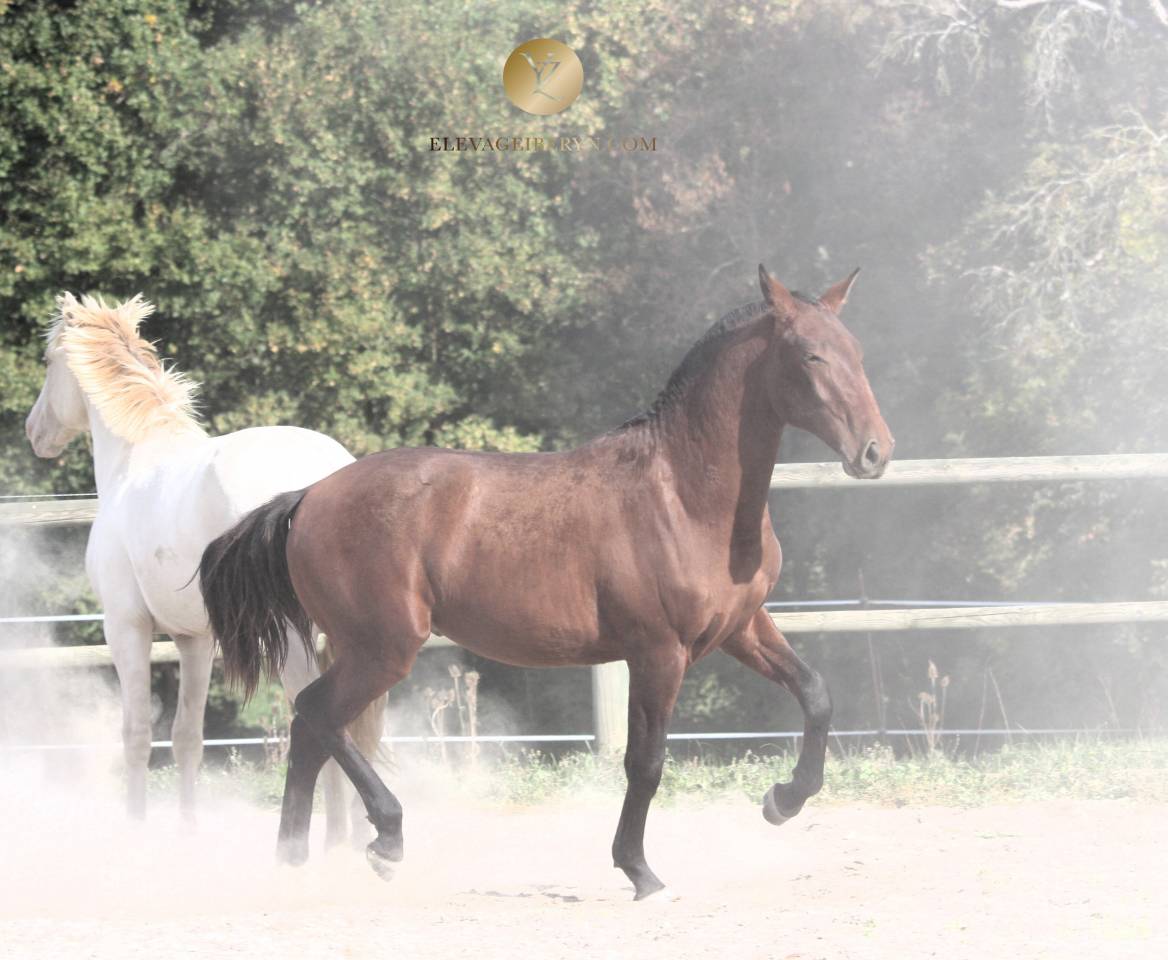 Hengst Lusitano Te koop 2024 Bruin / Bai ,  XEQUE MATE RT