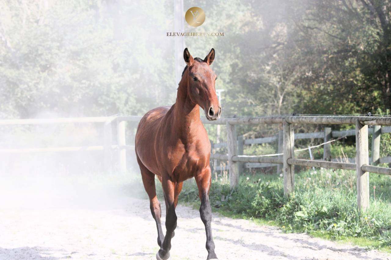 Hengst Lusitano Te koop 2024 Bruin / Bai ,  XEQUE MATE RT