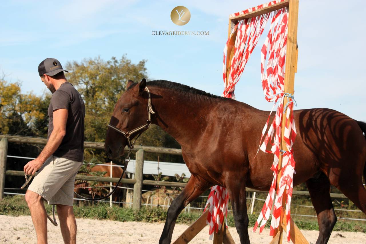 Hengst Lusitano Te koop 2024 Bruin / Bai ,  XEQUE MATE RT