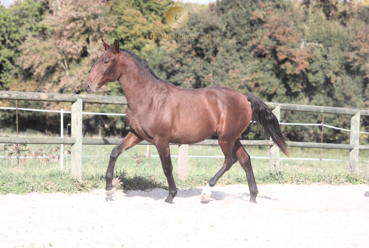 Hengst Lusitano Te koop 2024 Bruin / Bai ,  XEQUE MATE RT