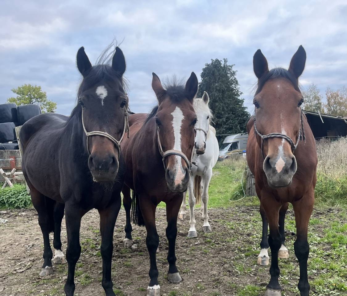 Merrie AES Anglo European Studbook Te koop 2015 Donker bruin / bai ,  Efremov