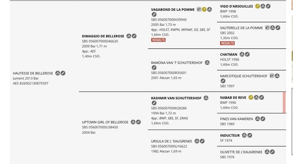 Merrie AES Anglo European Studbook Te koop 2013 Donker bruin / bai ,  Dimaggio de Bellerose