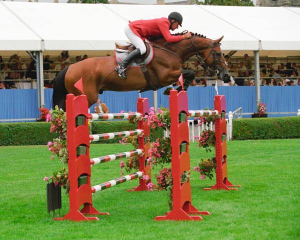 Merrie AES Anglo European Studbook Te koop 2013 Donker bruin / bai ,  Dimaggio de Bellerose