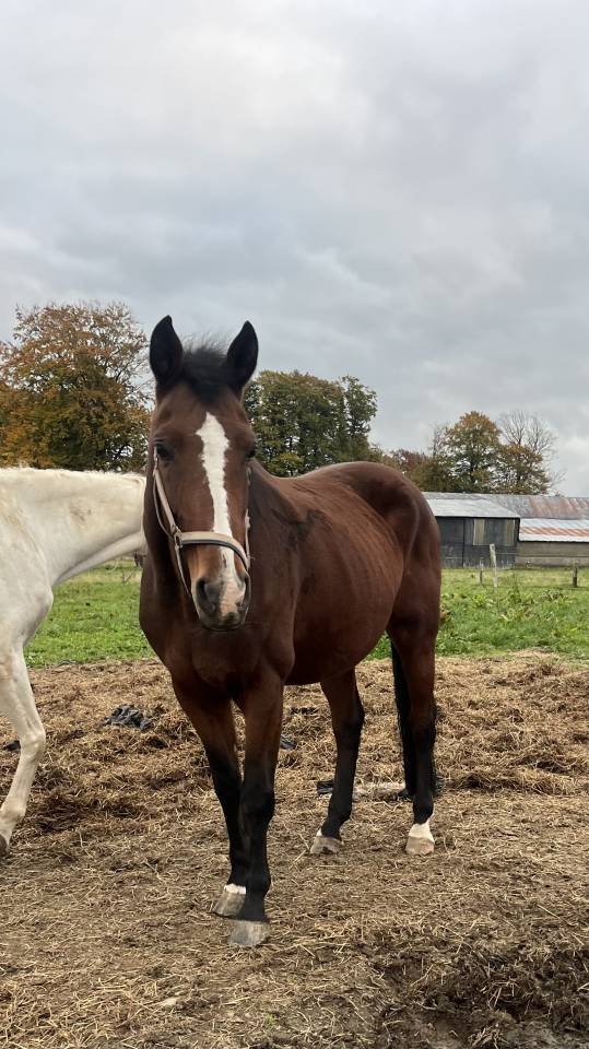 Merrie AES Anglo European Studbook Te koop 2013 Donker bruin / bai ,  Dimaggio de Bellerose