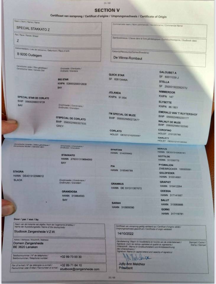 Dekhengst BWP Belgisch volbloed Te koop 2022 Donker bruin / bai