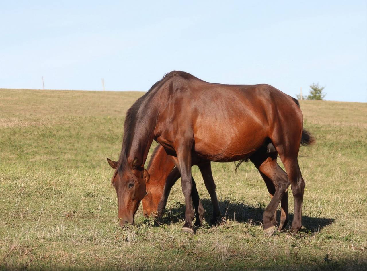 Draagmerrie PRE Puur Ras Spaans Te koop 2012 Bruin / Bai ,  Clarion x