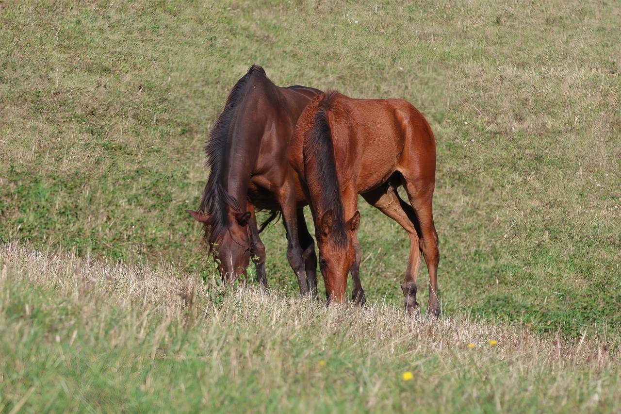 Draagmerrie PRE Puur Ras Spaans Te koop 2012 Bruin / Bai ,  Clarion x