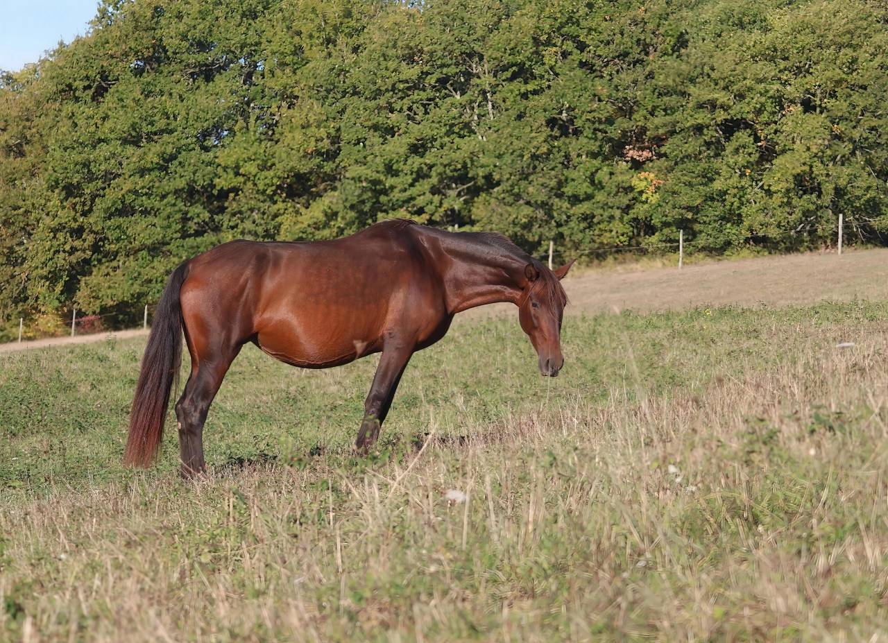 Draagmerrie PRE Puur Ras Spaans Te koop 2012 Bruin / Bai ,  Clarion x