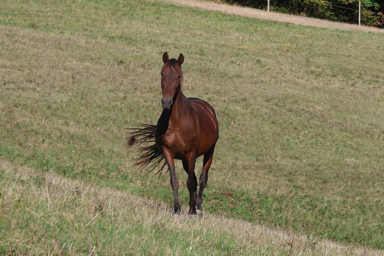 Draagmerrie PRE Puur Ras Spaans Te koop 2012 Bruin / Bai ,  Clarion x