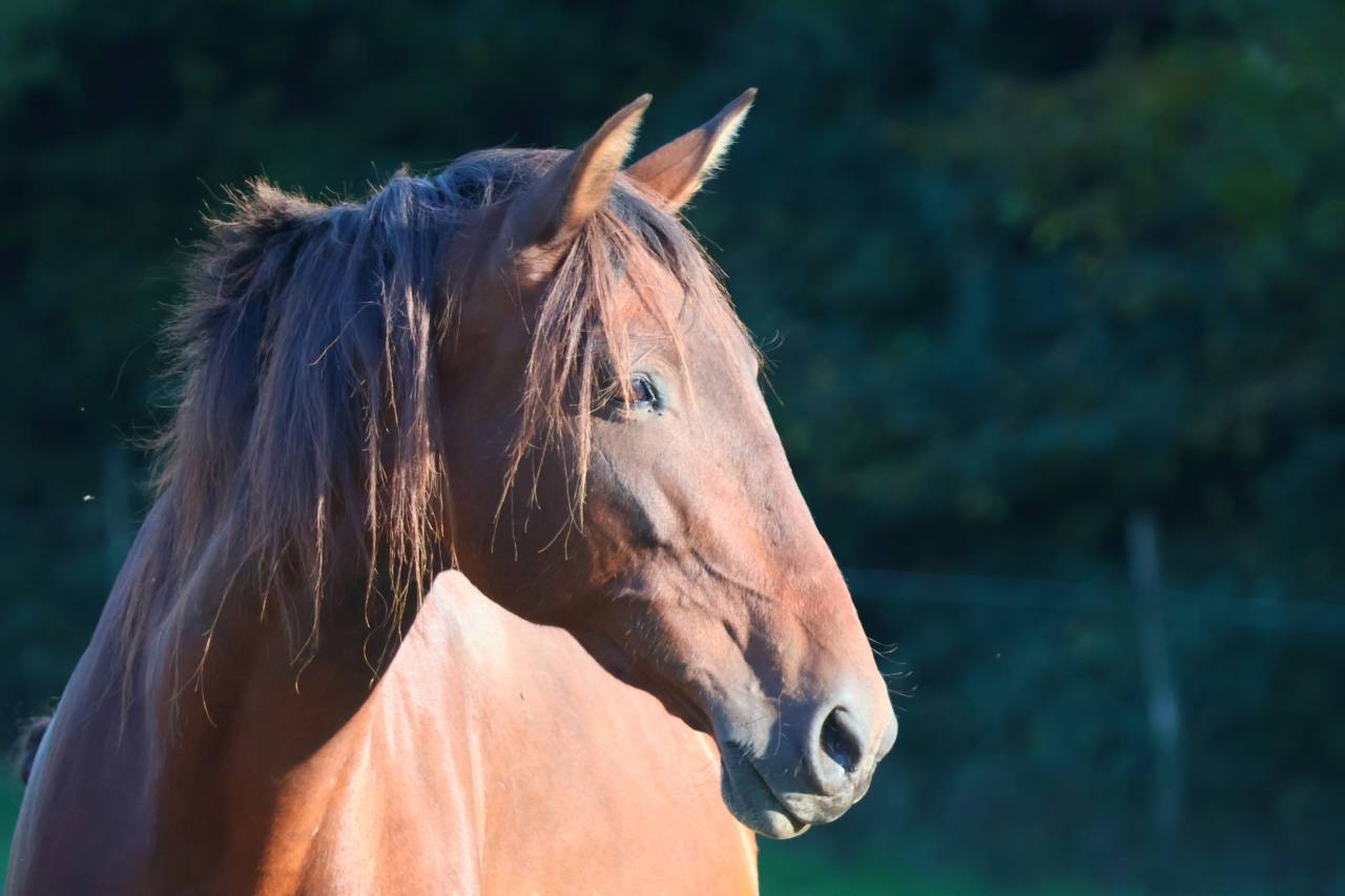 Draagmerrie PRE Puur Ras Spaans Te koop 2012 Bruin / Bai ,  Clarion x