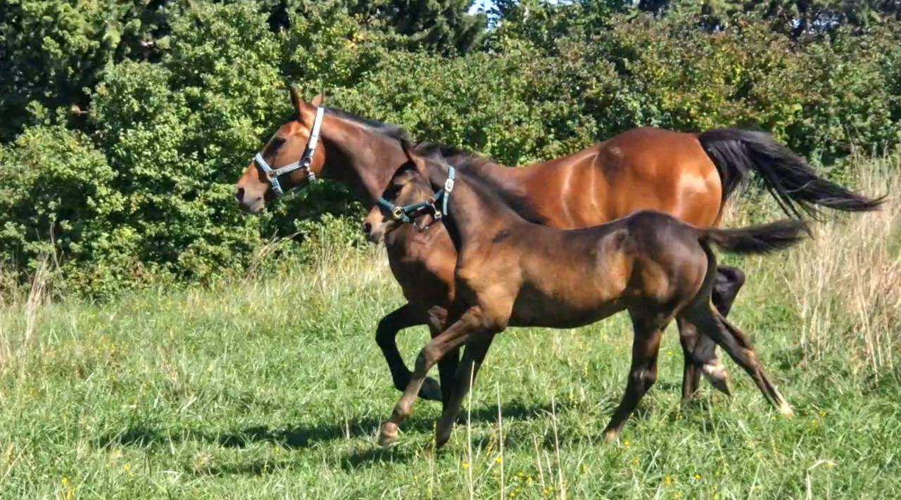 Veulen (vr) Selle Français Te koop 2025 Bruin / Bai ,  Black Jack DK Z