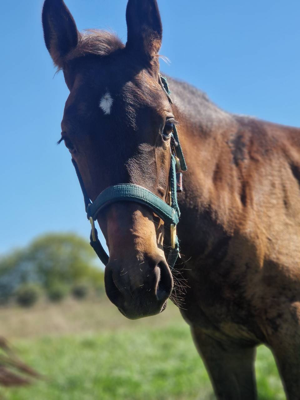 Veulen (vr) Selle Français Te koop 2025 Bruin / Bai ,  Black Jack DK Z