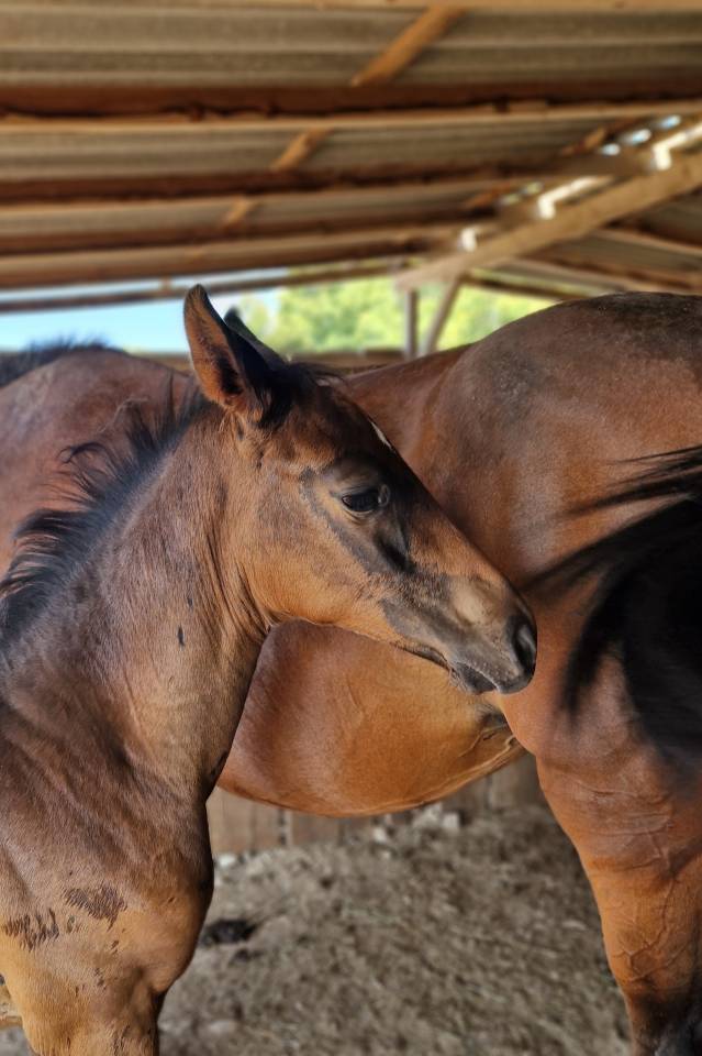 Veulen (vr) Selle Français Te koop 2025 Bruin / Bai ,  Black Jack DK Z
