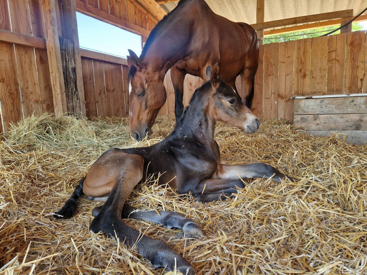 Veulen (vr) Selle Français Te koop 2025 Bruin / Bai ,  Black Jack DK Z