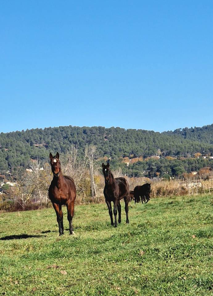 Veulen (vr) Selle Français Te koop 2025 Bruin / Bai ,  Black Jack DK Z