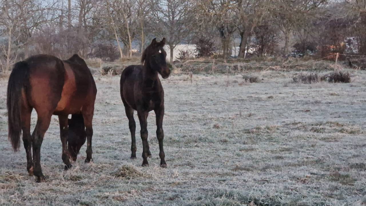 Veulen (vr) Selle Français Te koop 2025 Bruin / Bai ,  Black Jack DK Z