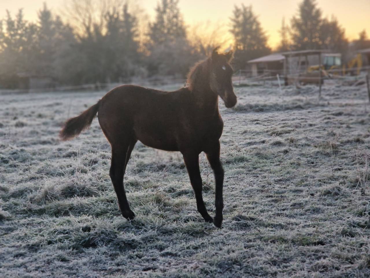 Veulen (vr) Selle Français Te koop 2025 Bruin / Bai ,  Black Jack DK Z