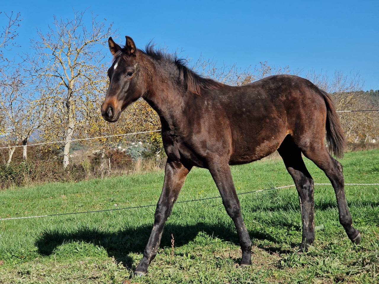 Veulen (vr) Selle Français Te koop 2025 Bruin / Bai ,  Black Jack DK Z