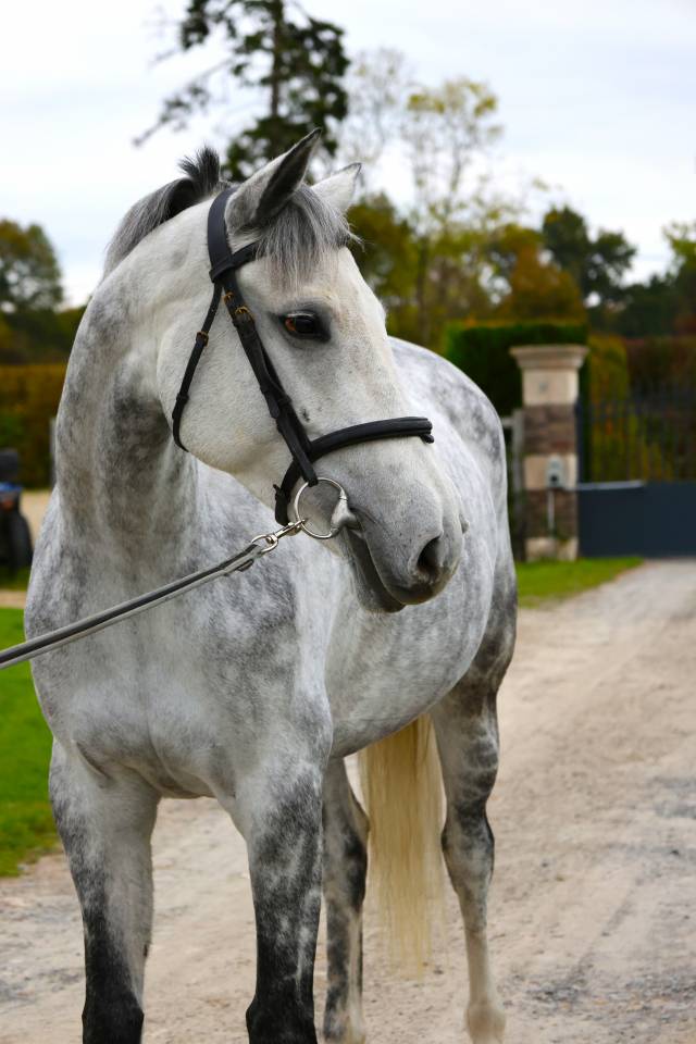 Merrie Zangersheide Te koop 2019 Schimmel ,  Continuum