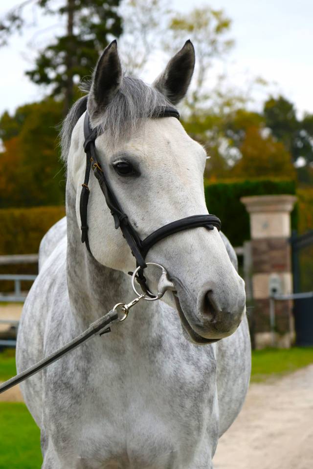 Merrie Zangersheide Te koop 2019 Schimmel ,  Continuum