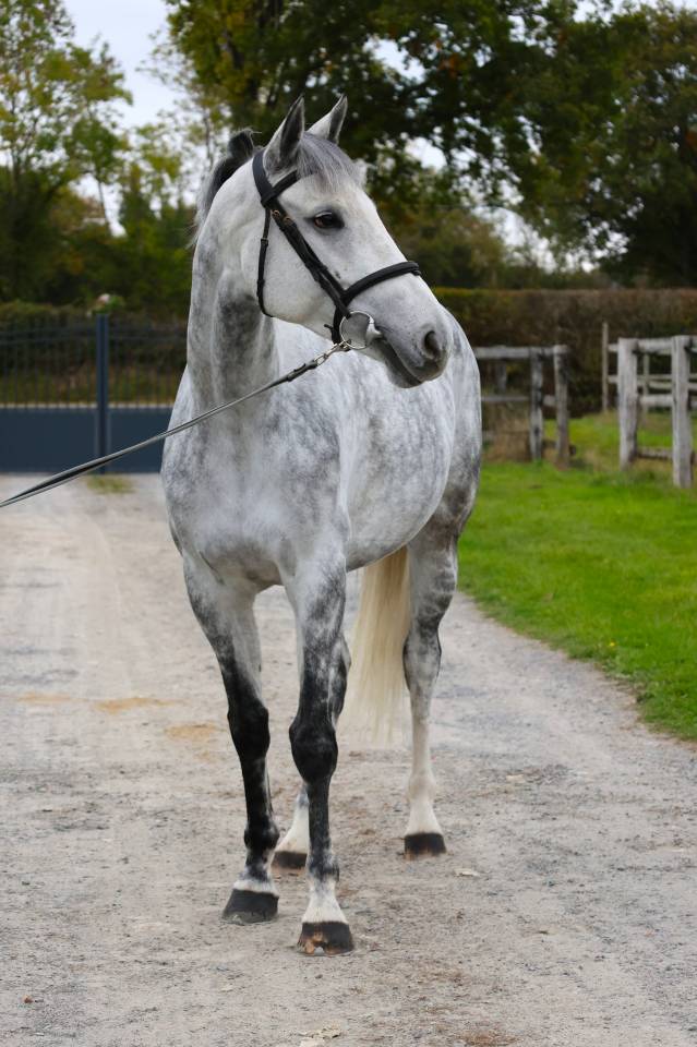 Merrie Zangersheide Te koop 2019 Schimmel ,  Continuum