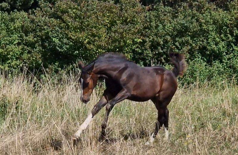 Veulen (vr) Selle Français Te koop 2025 Bruin / Bai ,  Consul dl vie Z